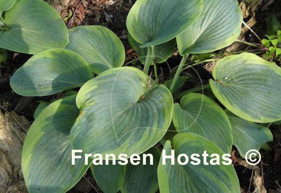 Hosta Heavenly Beginnings